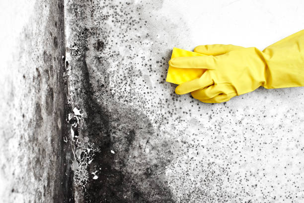 Best Attic Mold Removal  in Arcola, IL