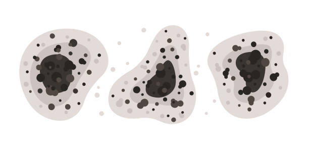 Best Black Mold Removal  in Arcola, IL
