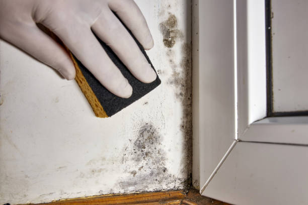 Best Post-Remediation Verification Testing  in Arcola, IL