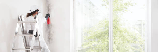 Best Post-Construction Mold Inspection  in Arcola, IL