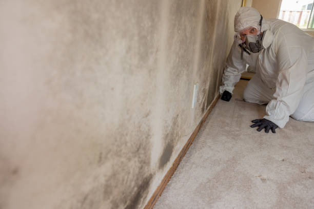 Best Mold Damage Restoration  in Arcola, IL